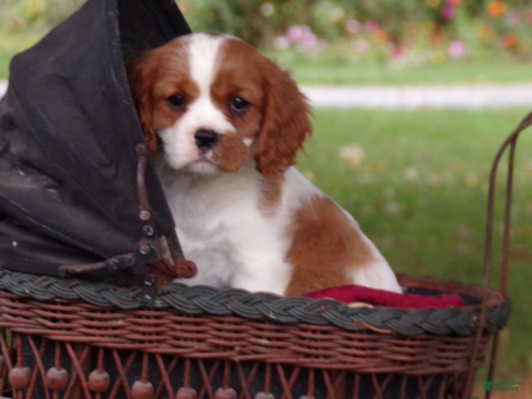 Cavalier King Charles Spaniel dogs for sale: Hudson - Ad 4