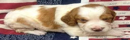 Brittany Spaniel dogs for sale: Hawkete Holly Girl 1 - Ad 8