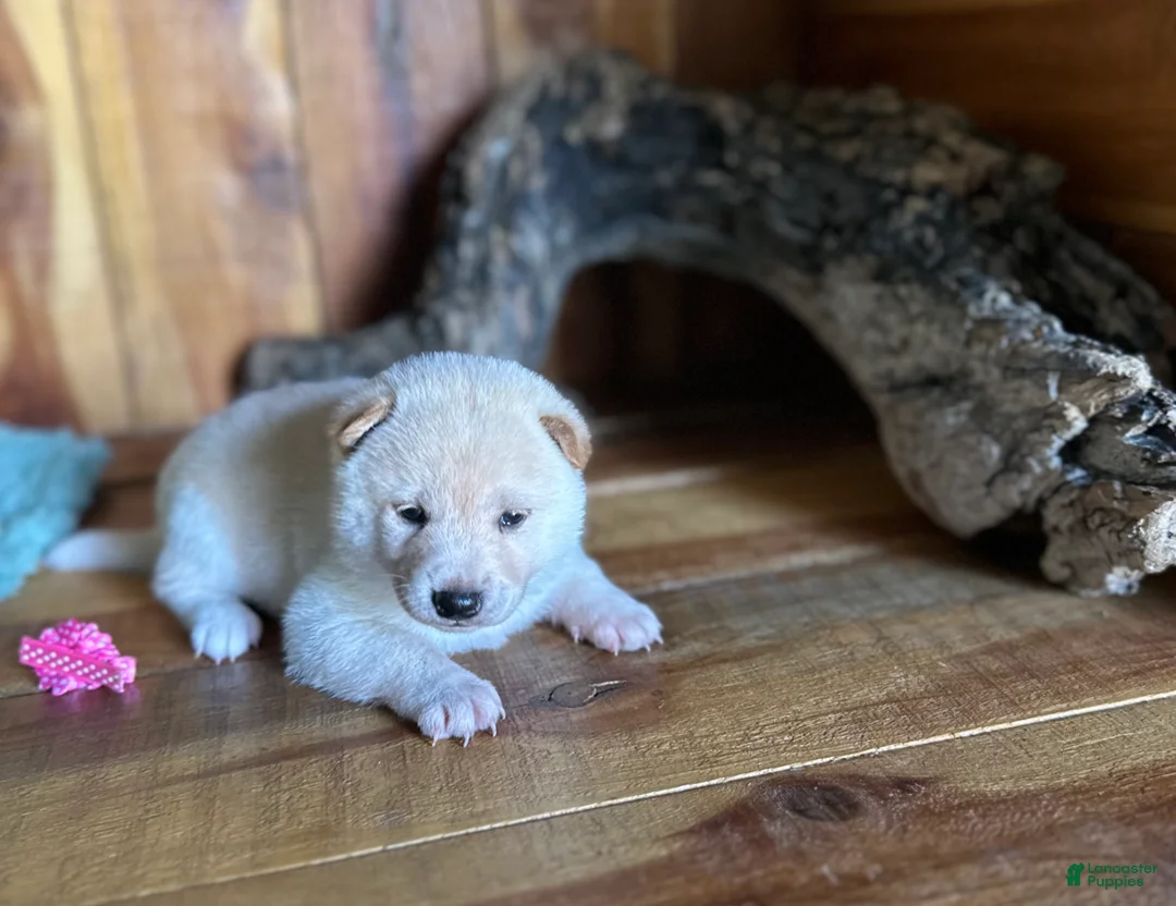 Shiba Inu dogs for sale: Shiba Inu Puppy 2 - Ad 1