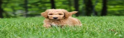 Standard Poodle dogs for sale: Leo - Ad 4