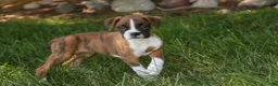 Boxer dogs for sale: Annie - Ad 6