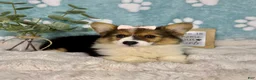 Welsh Corgi Pembroke dogs for sale: Bambi - Ad 3