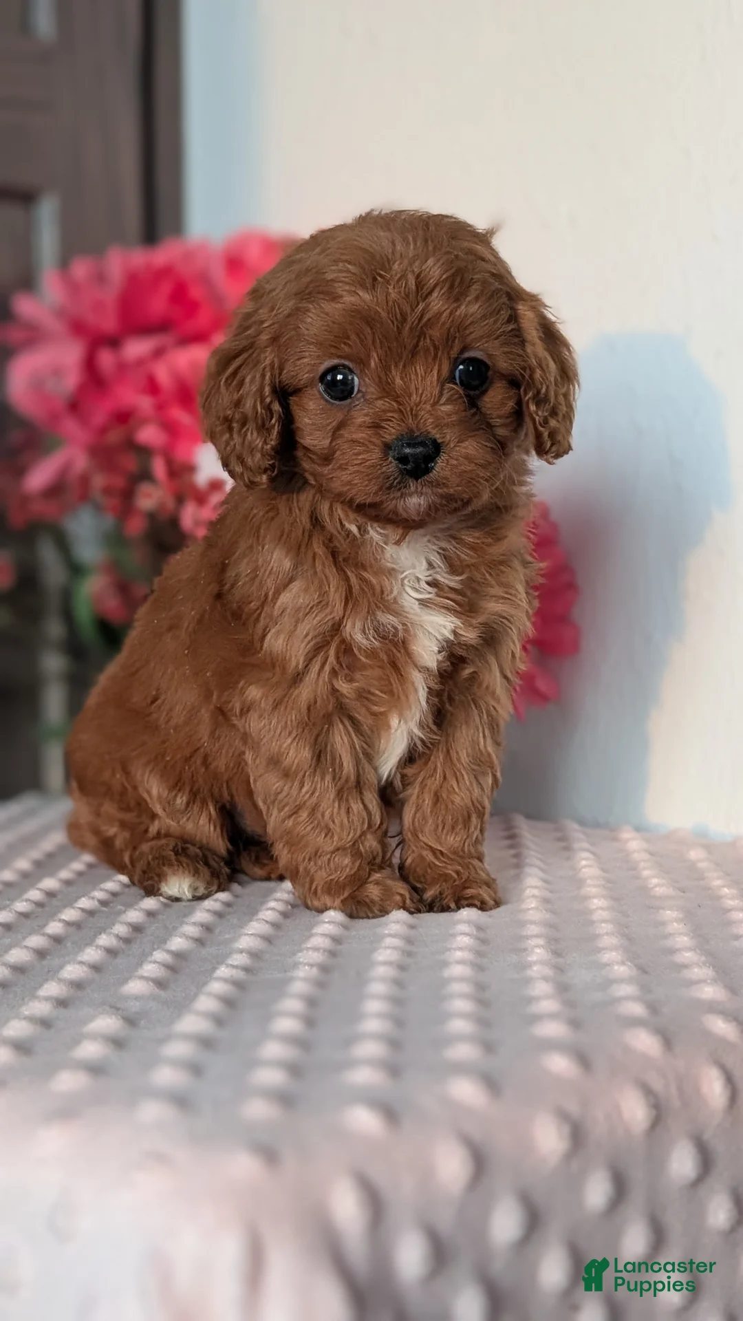Cavapoo dogs for sale: Tessa - Ad 10
