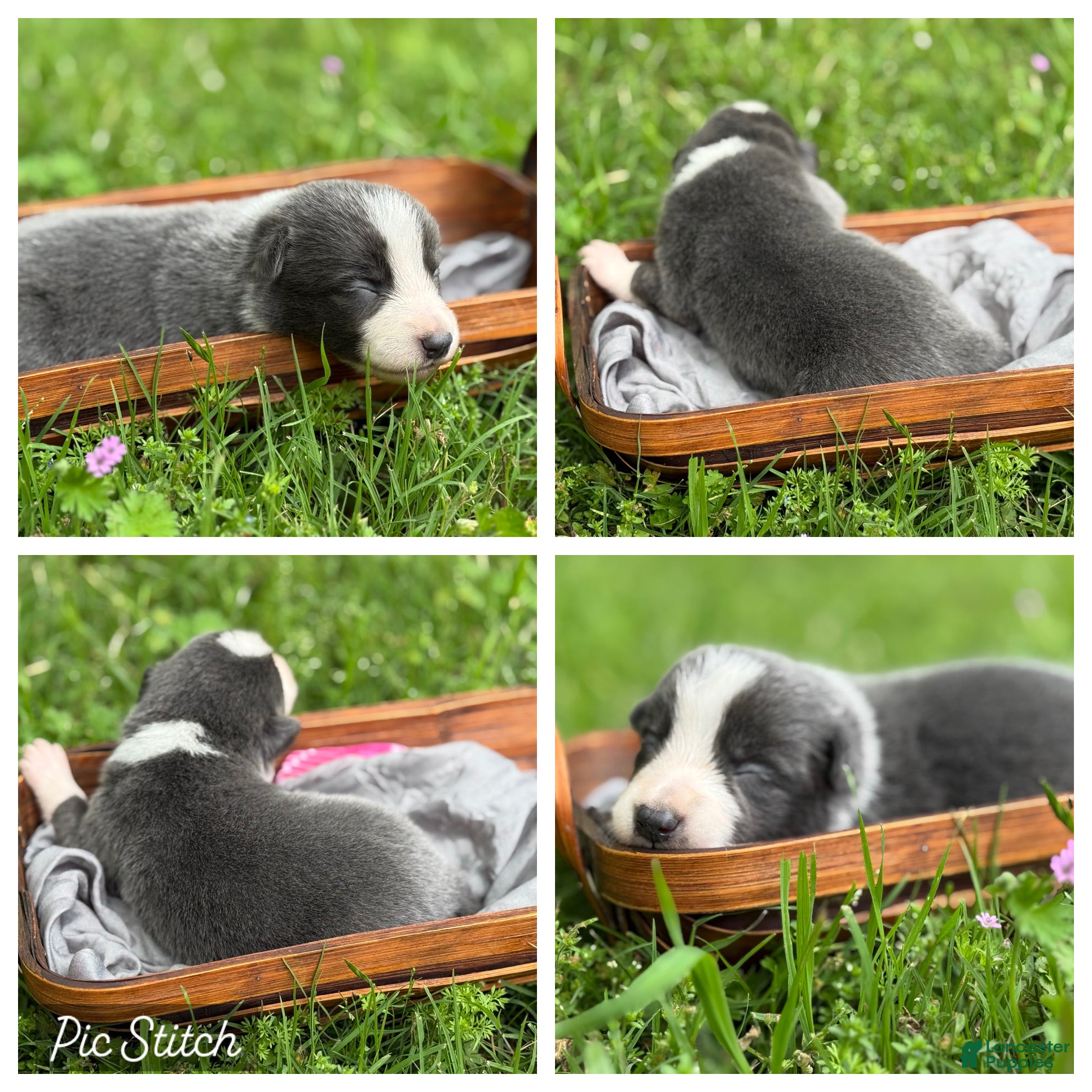 Border Collie dogs Blue short hair - Ad 10