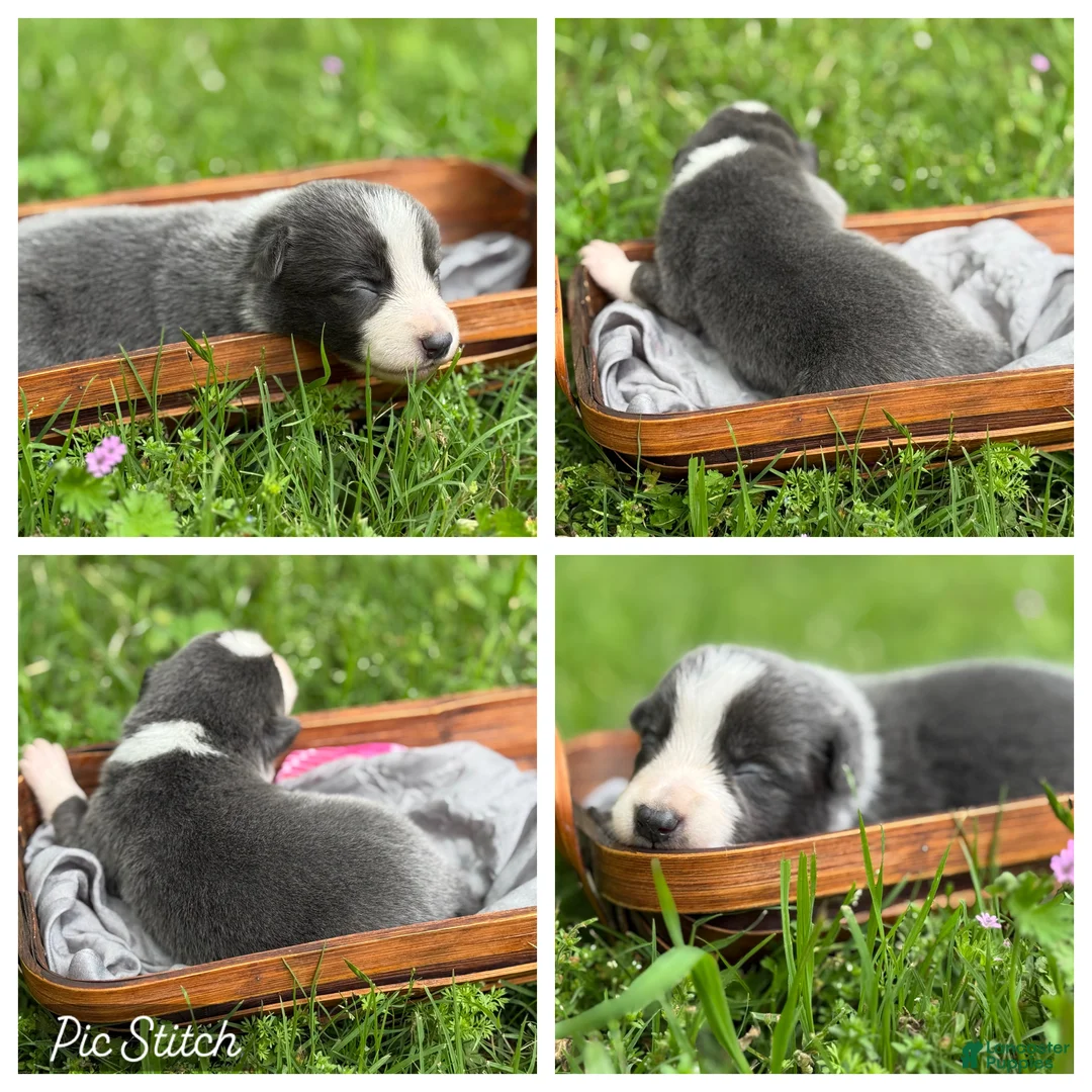 Border Collie dogs for sale: Blue short hair - Ad 1