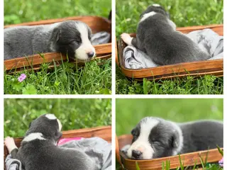 Border Collie dogs Blue short hair - Ad 9