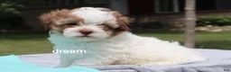 Shihpoo dogs for sale: Clay - Ad 6
