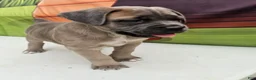 Cane Corso dogs for sale: COCO - Ad 7