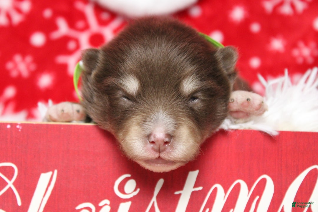 Pomsky dogs for sale: Huey  - Ad 1