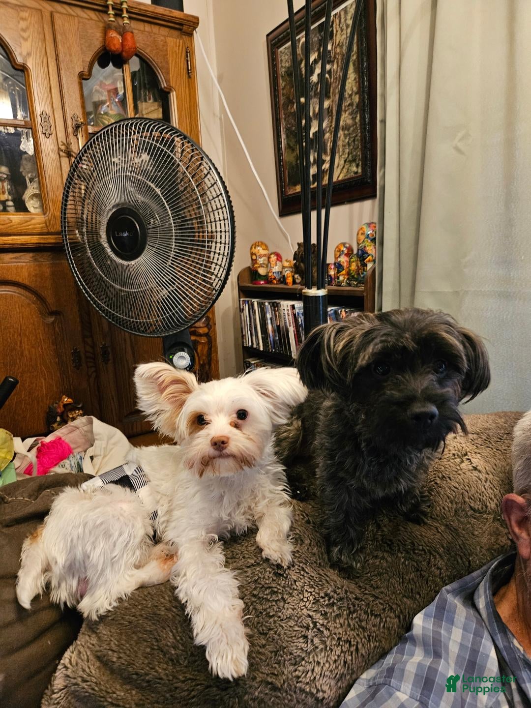 Yorkshire Terrier dogs for sale: Stephanie - pink - Ad 2