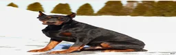 Doberman Pinscher dogs for sale: STETSON  - Ad 4