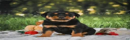 Rottweiler dogs for sale: Kai - Ad 6