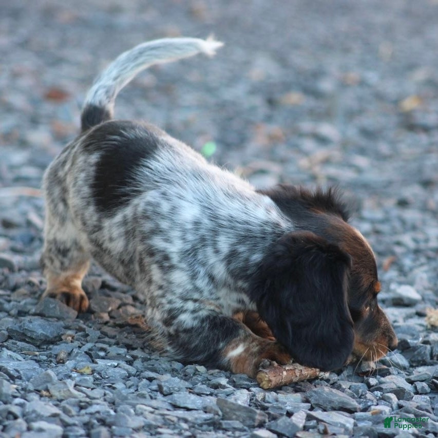 Miniature Dachshund dogs for sale: Ivy - Ad 2