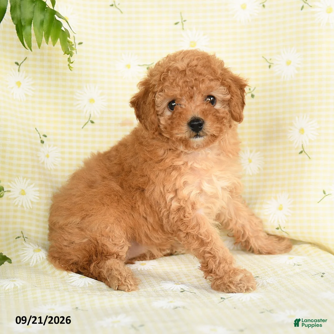 Toy Poodle dogs for sale: Jamie - Ad 1