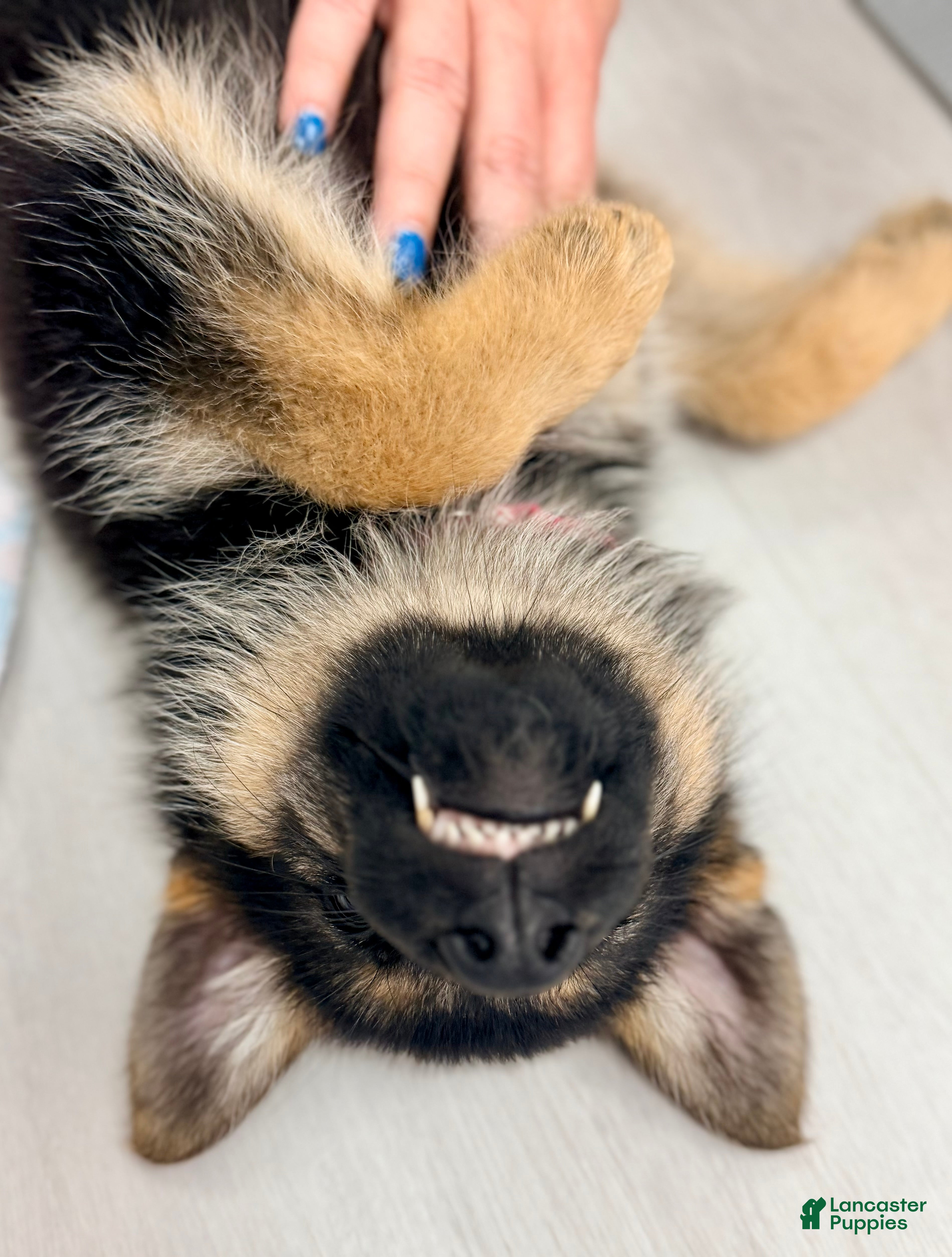 German Shepherd dogs Eleanor - Ad 36