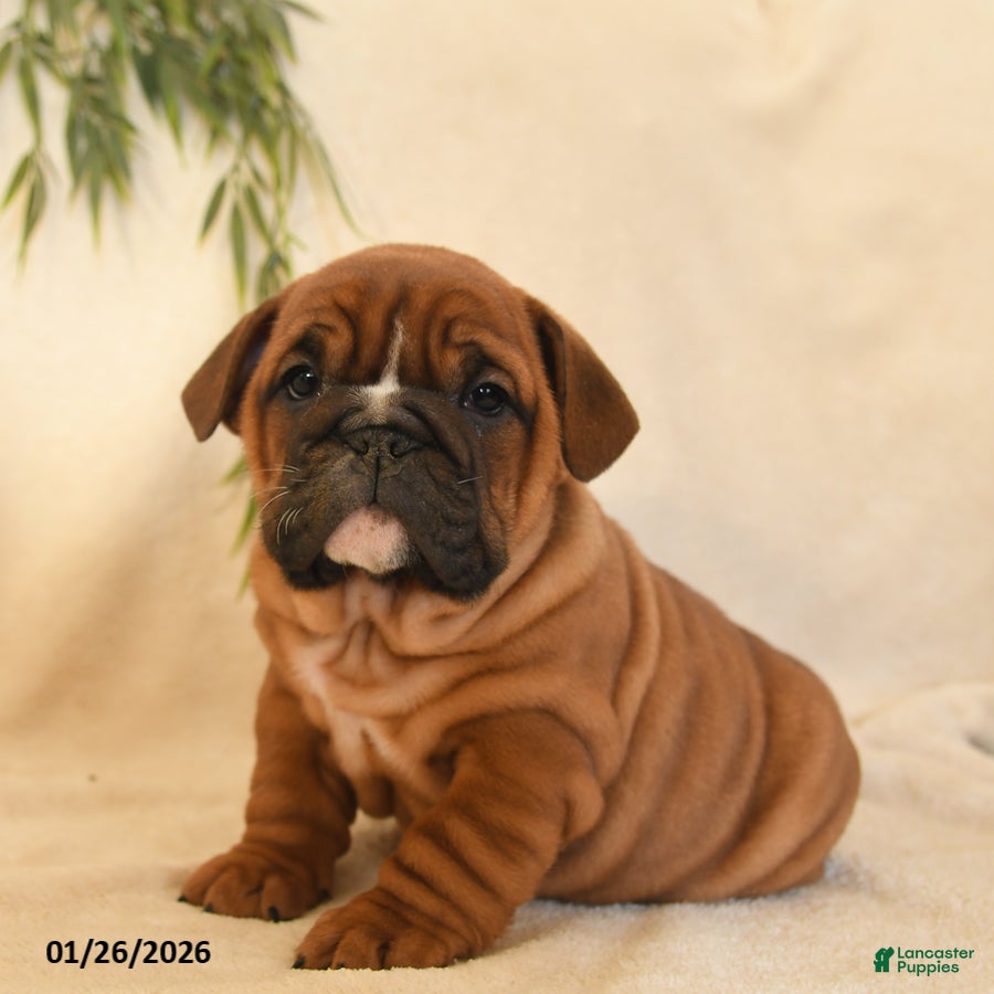 English Bulldog dogs Bria - Ad 5