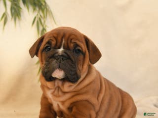 English Bulldog dogs Bria - Ad 5