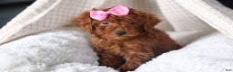 Miniature Poodle dogs for sale: BELLA - Ad 2