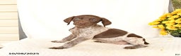 German Shorthaired Pointer dogs for sale: Charm  - Ad 3