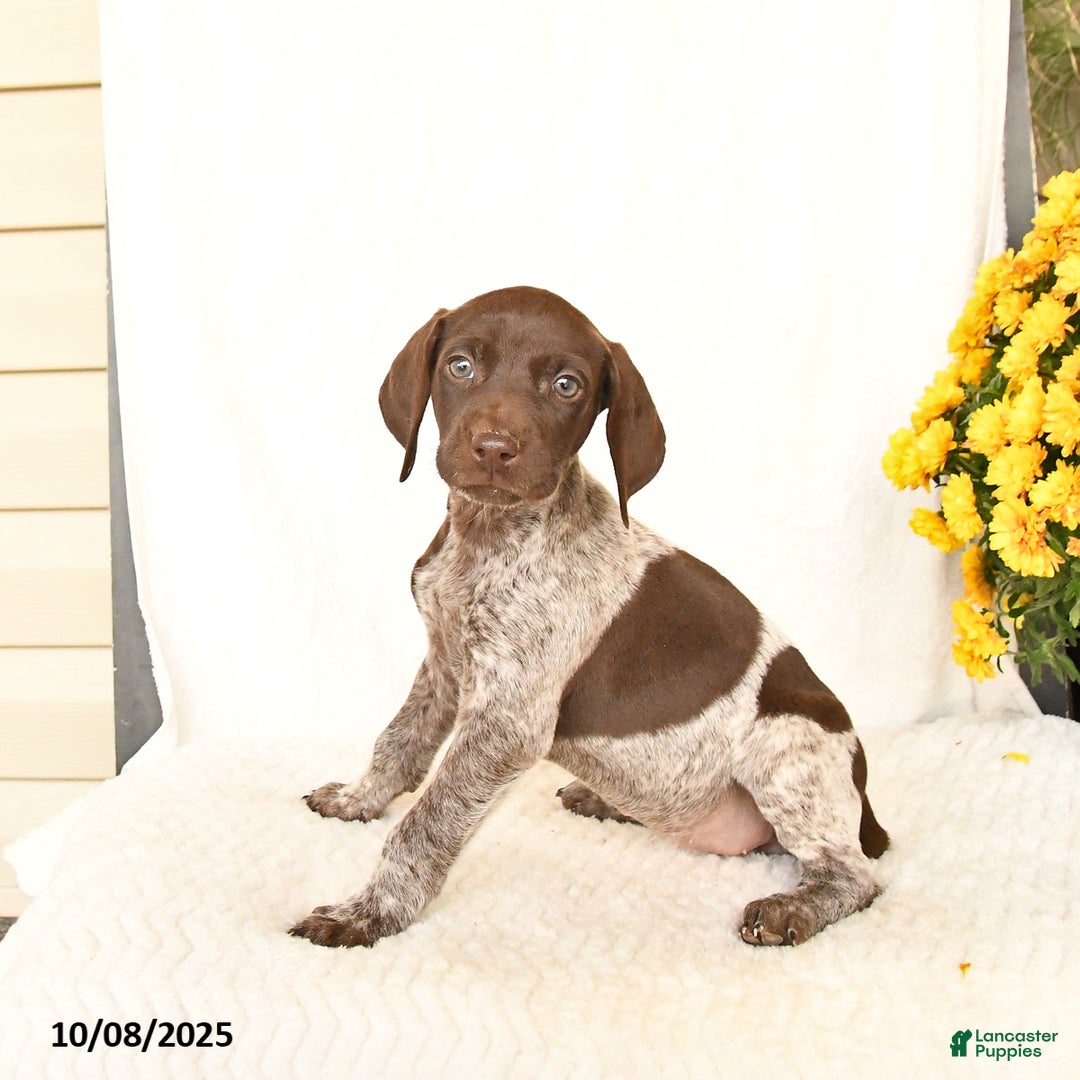 German Shorthaired Pointer dogs for sale: Charm  - Ad 3