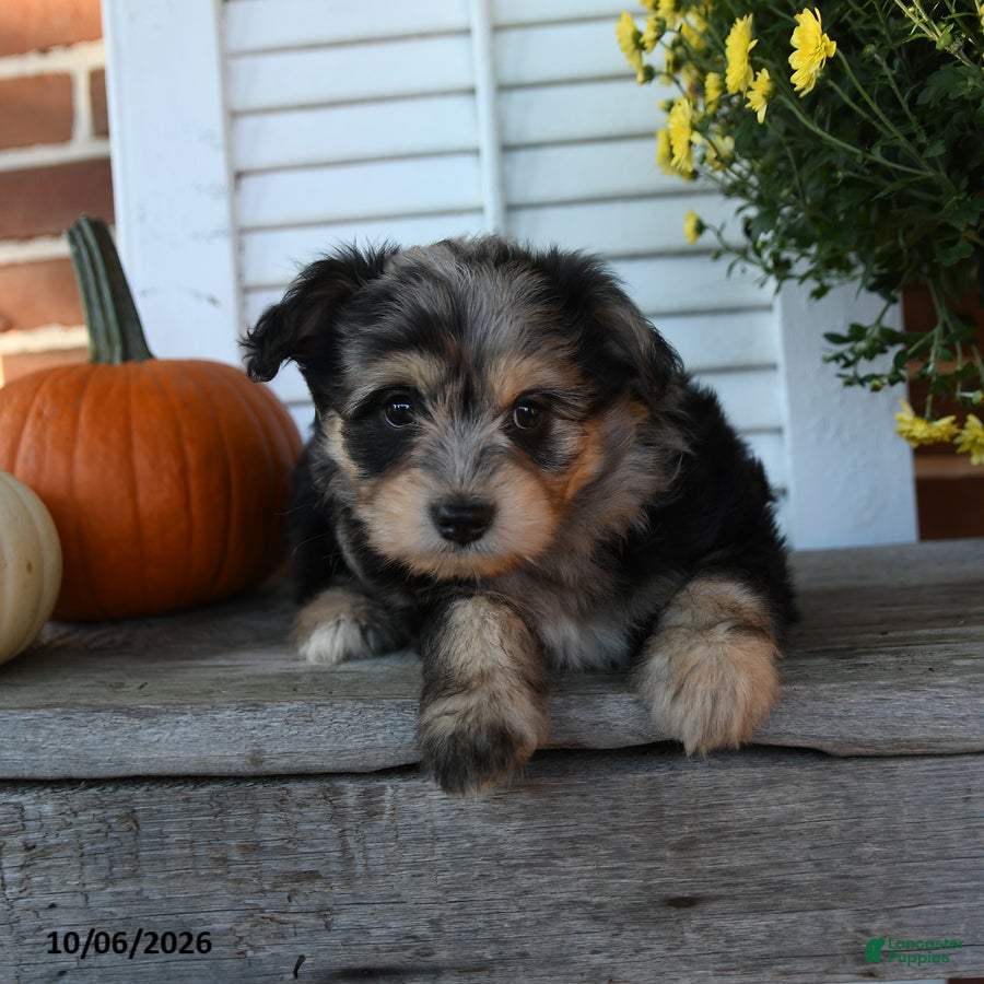 Mixed Breed dogs Misty - Ad 2