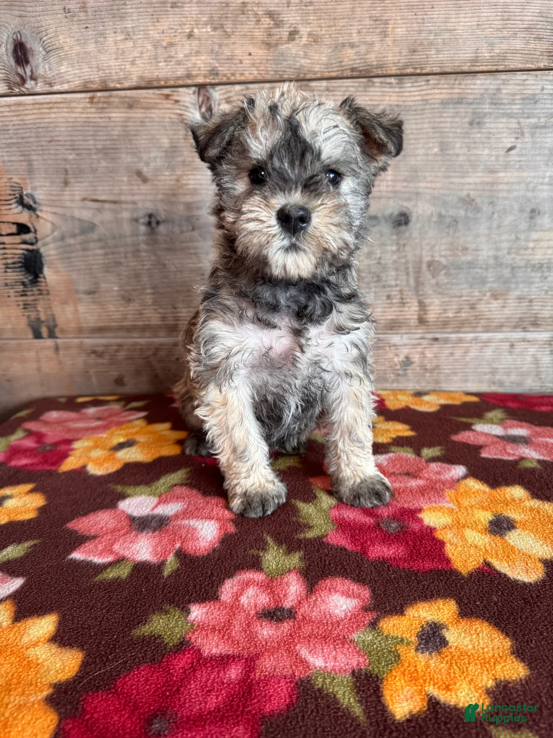 Miniature Schnauzer dogs for sale: Miniature Schnauzer Puppy 5 - Ad 5