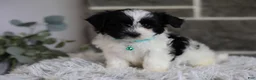 Maltipoo dogs for sale: Izzy - Ad 7