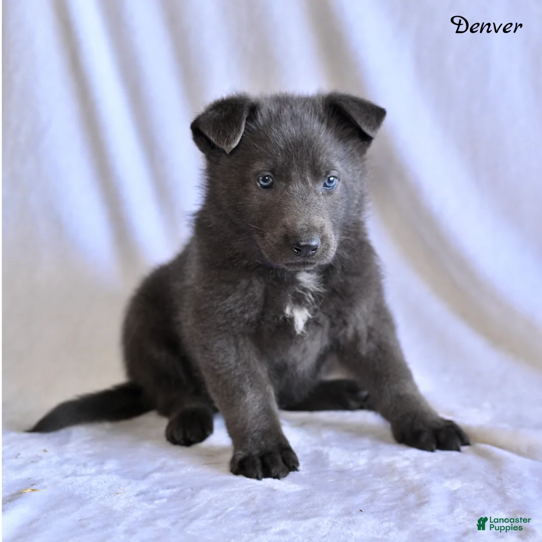 German Shepherd dogs for sale: Denver - Ad 1