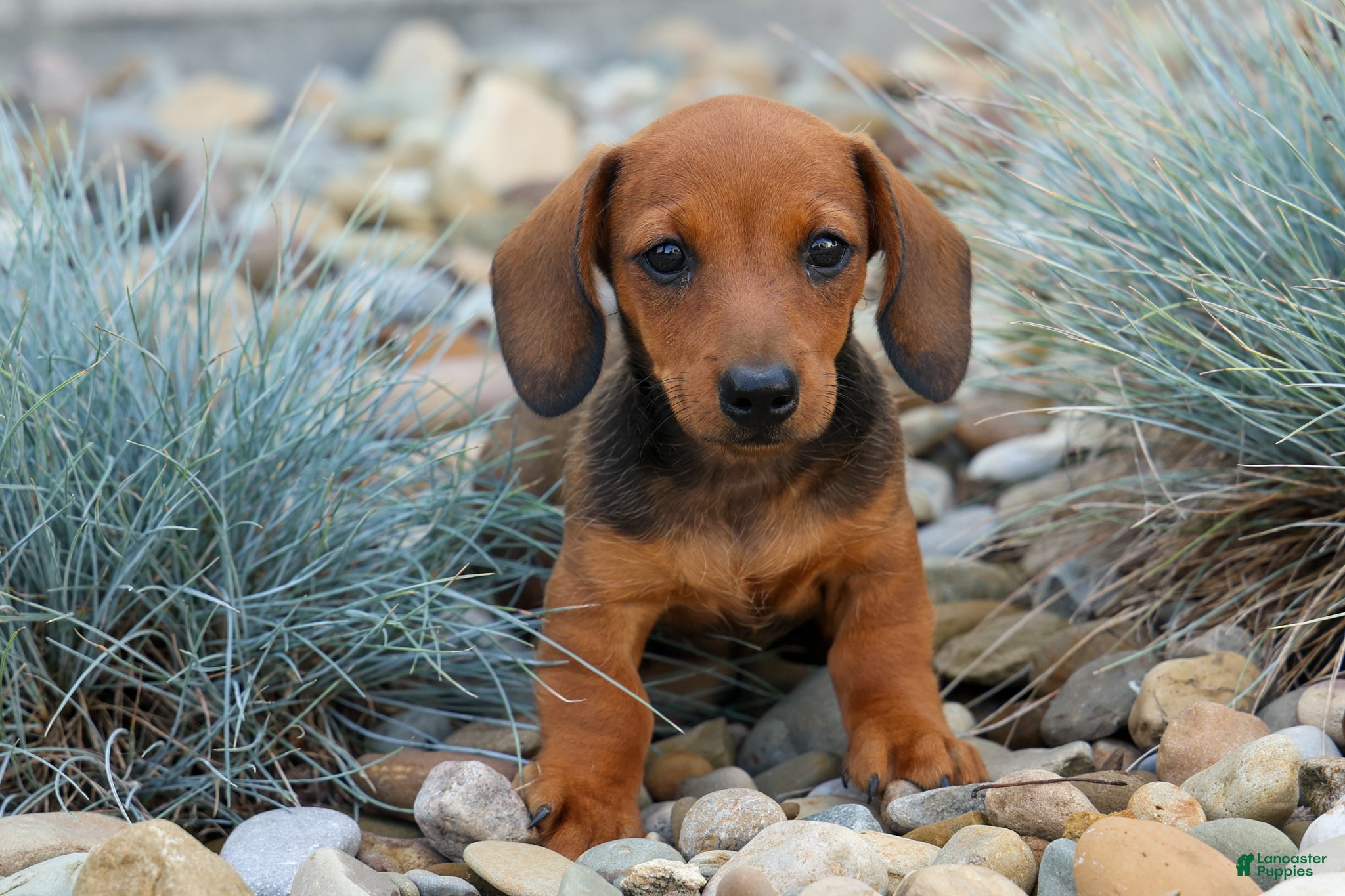 Miniature Dachshund dogs Snoopy💙 - Ad 1