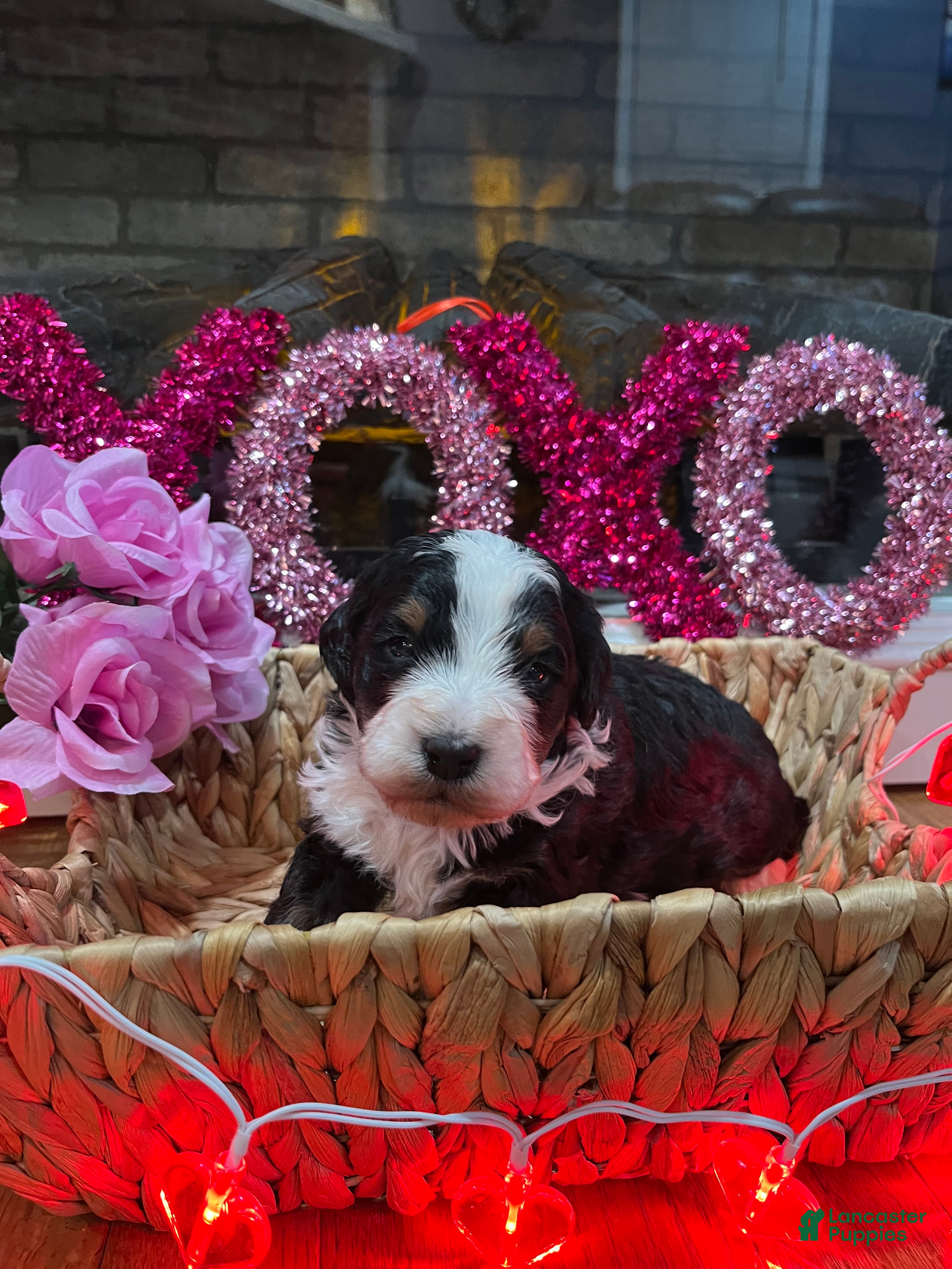 Mini Bernedoodle dogs Jameson - Ad 35