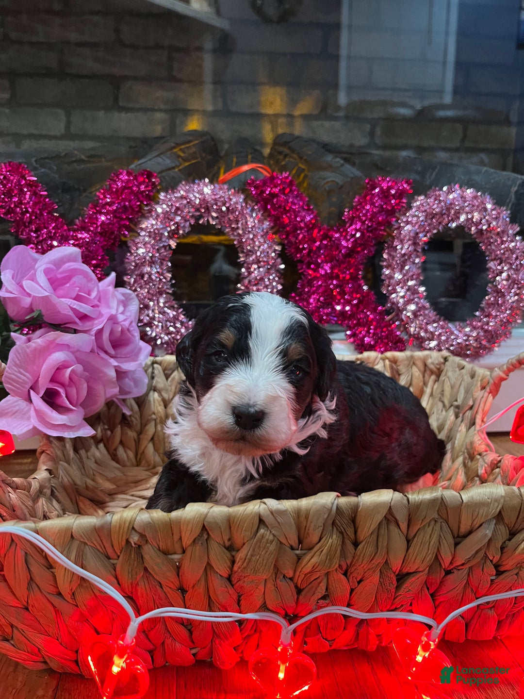 Mini Bernedoodle dogs for sale: Jameson - Ad 1