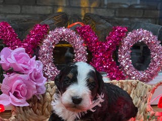 Mini Bernedoodle dogs Jameson - Ad 35