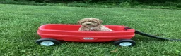 Mini Goldendoodle dogs for sale: Nova - Ad 7