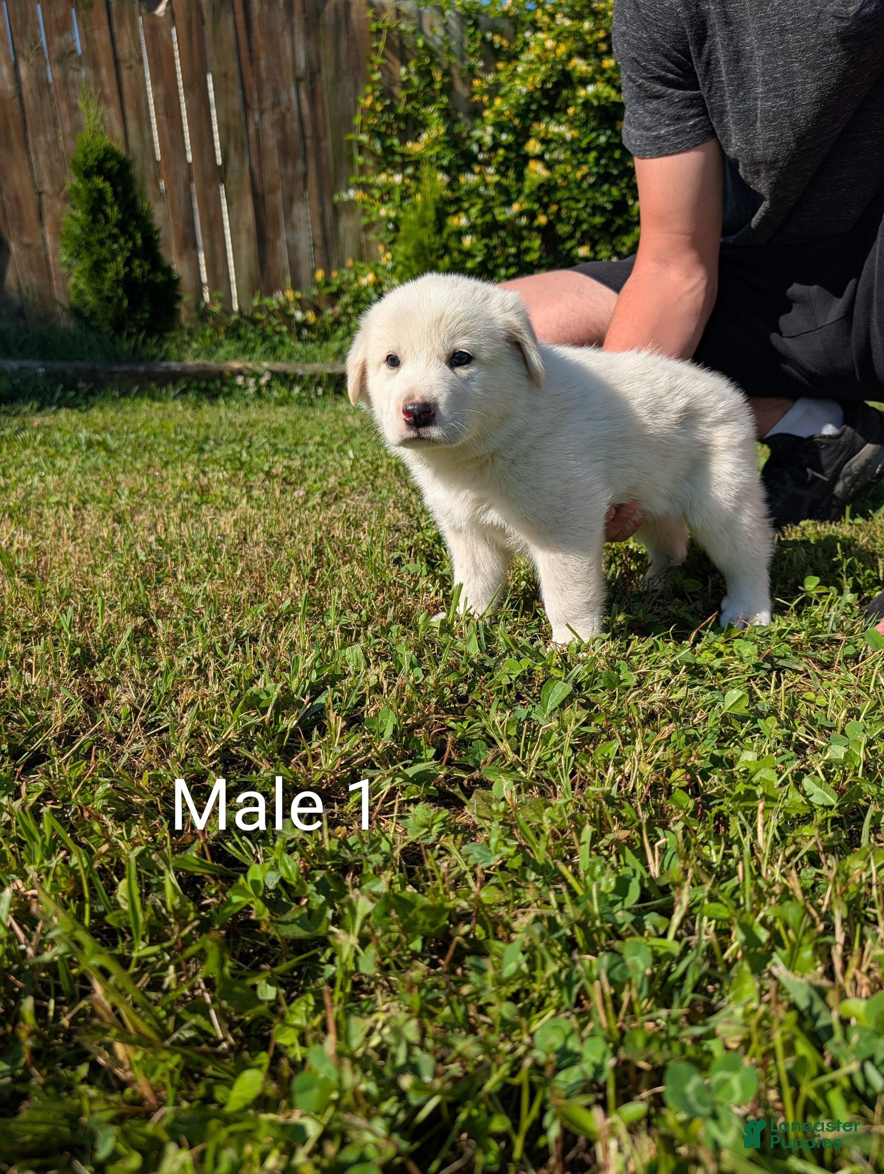 Mixed Breed dogs American Pyre 1 - Ad 1