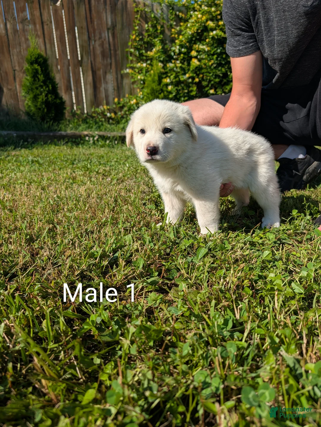 Mixed Breed dogs for sale: American Pyre 1 - Ad 1