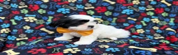 Shih Tzu dogs for sale: Shep - Ad 7