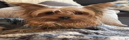 Yorkshire Terrier dogs for sale: Yorkshire Terrier 1 - Ad 6