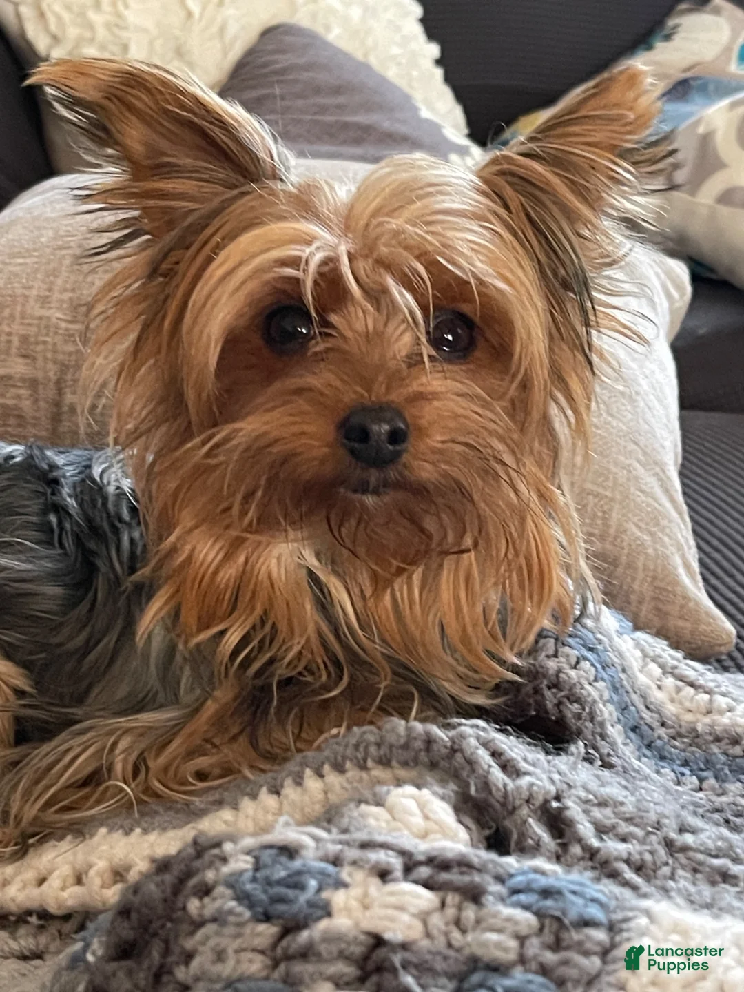 Yorkshire Terrier dogs for sale: Yorkshire Terrier 1 - Ad 6