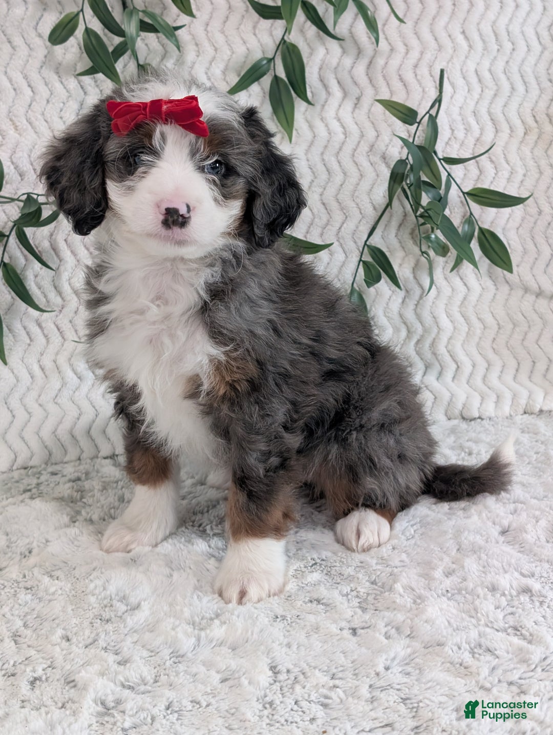 Mini Bernedoodle dogs for sale: Mini Dusty  - Ad 5