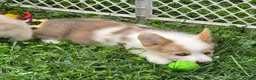 Welsh Corgi Pembroke dogs for sale: Beautiful Bentley  - Ad 20