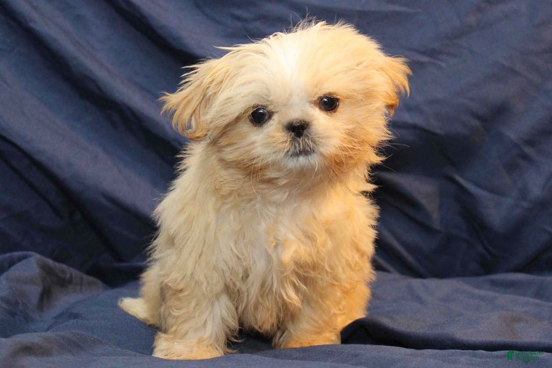 Shih Tzu dogs for sale: Finn - Ad 4