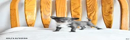 Pomapoo dogs for sale: Lester - Ad 1