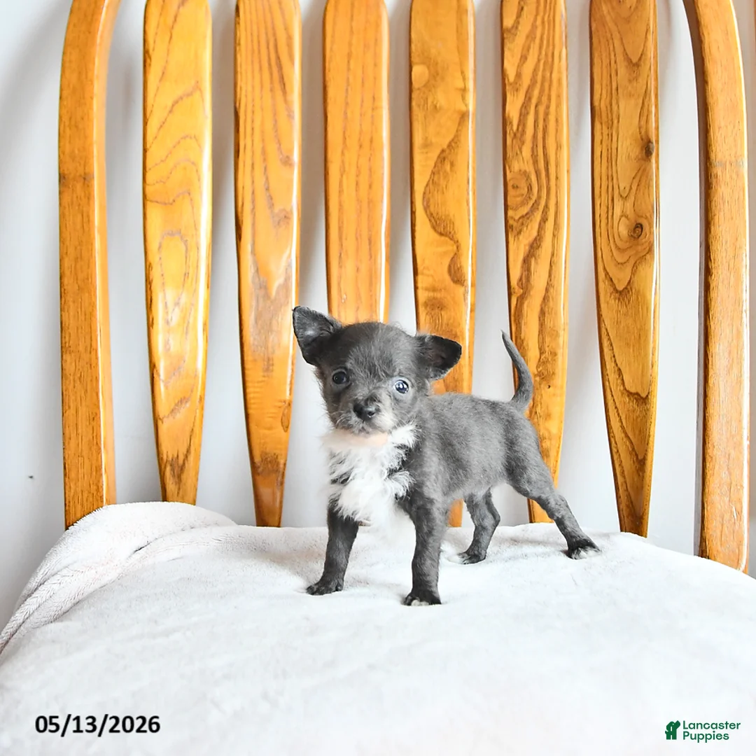 Pomapoo dogs for sale: Lester - Ad 1
