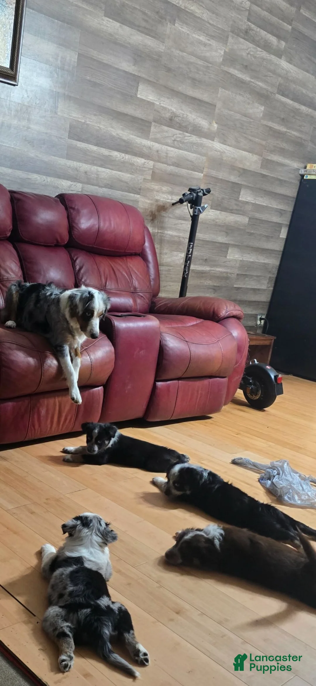 Miniature Australian Shepherd dogs for sale: Miniature Australian Shepherd 6 - Ad 2