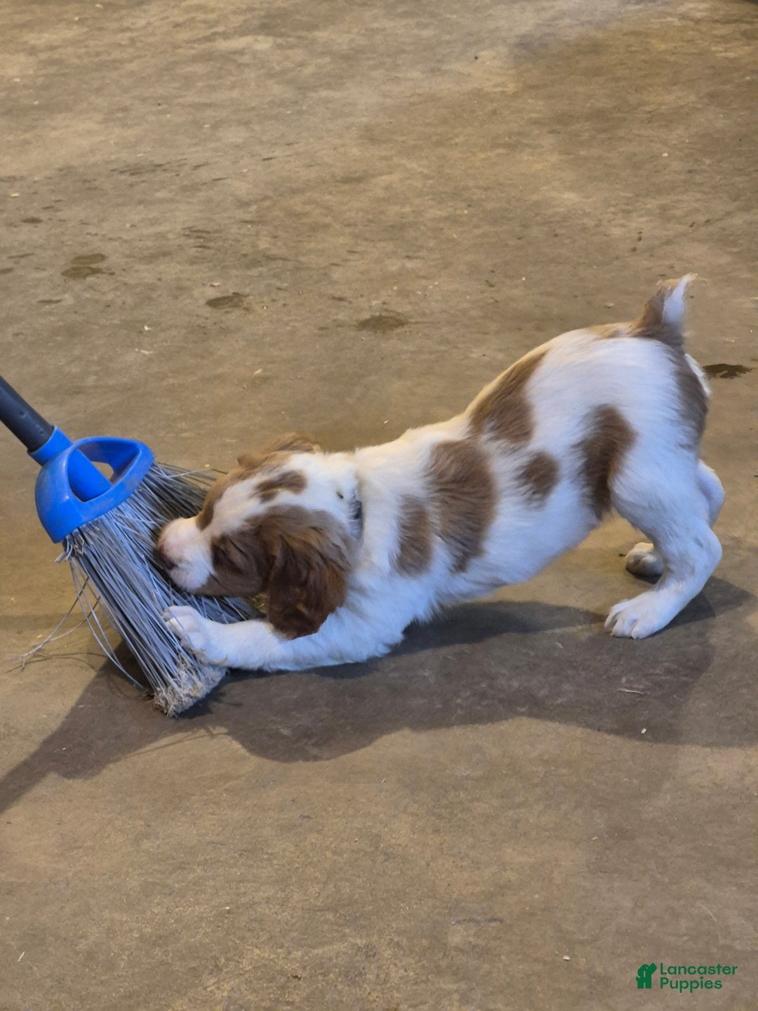 Brittany Spaniel dogs for sale: Pluto - Ad 4