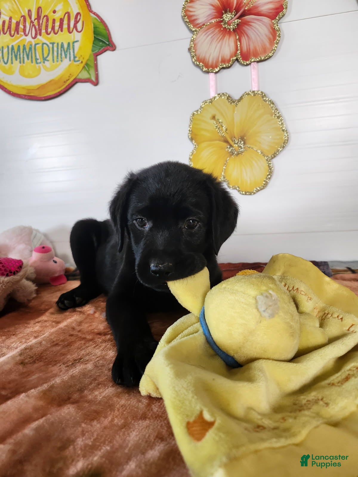 Labrador Retriever dogs Clarie - Ad 1
