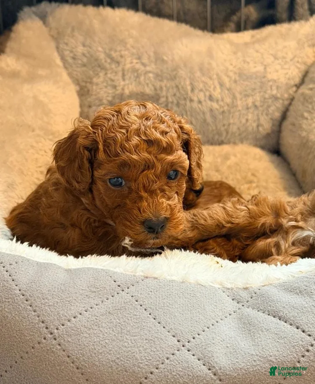 Cavapoo dogs for sale: Nicky - Ad 9