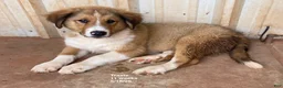 Collie dogs for sale: Travis - Ad 2