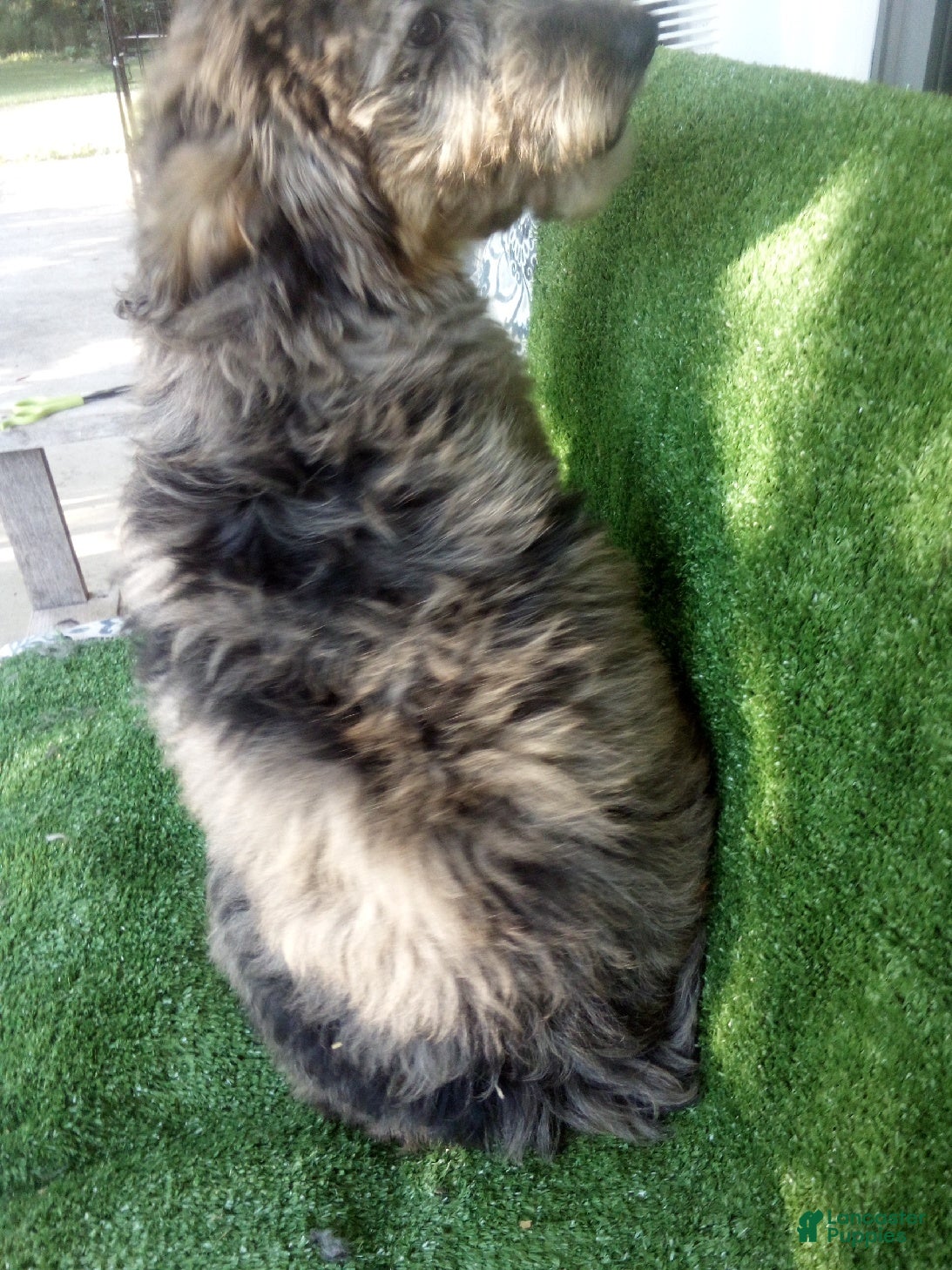 Goldendoodle dogs A J F1B - Ad 2
