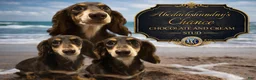 Miniature Dachshund dogs for sale: Choc cream boy Chance - Ad 1
